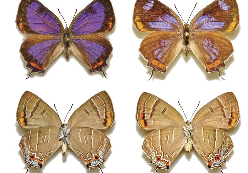 The distinctive purple and orange coloration of the upperside of the Colorado Hairstreak Butterfly’s wings is brighter on the male (upper left) than the female. The lighter underside colorations are nearly identical for both male (lower left) and female.