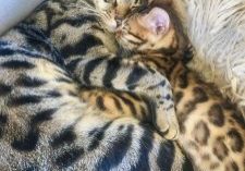 Bengal cat Neo and kitten Cato resting up for their next adventure.