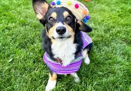 Dressed in her best, Paisley is ready to greet trick-or-treaters.