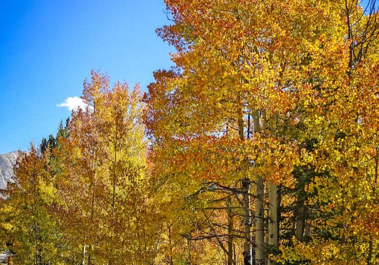18-october-tidbits-autumn-aspens-201809