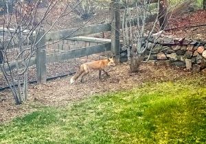 This red fox (above) was spotted near dusk in late April, crossing a backyard in the Briar Cliff neighborhood. Red foxes are most active at dawn and dusk. Inset: Easter morning, another red fox roamed the open space near the Briar Cliff neighborhood.