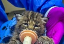 The team at Rocky Mountain Wildlife Alliance is presently caring for two bobcat kittens. Pictured here is the first kitten that arrived in May.