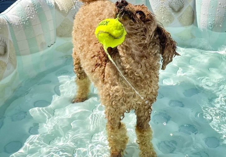 Winnie makes a splash in her personal pool. 