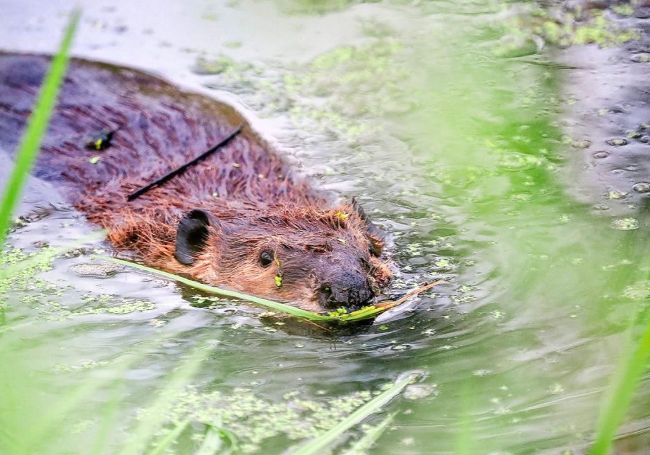 A beaver swims in Sellars Gulch in Castle Rock in May.