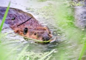 A beaver swims in Sellars Gulch in Castle Rock in May.