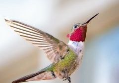 A broad-tailed hummingbird in Lake City Colorado July, 2023.