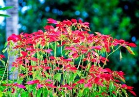 Wild poinsettias in their native Mexico resemble small trees or shrubs. 