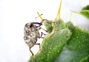20-musk-weevil