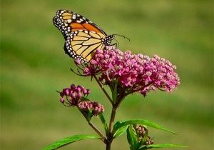 21-Swamp_milkweed_monarch
