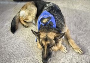 A German shepherd wears a Woof Watch bandanna and rests after a neighborhood walk. 