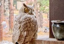 This great horned owl was caught on a neighbor’s back porch. His wing span was several feet when he flew away.