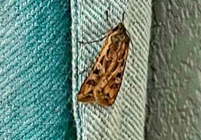 28-colo_living_those_pesky_miller_moths_curtain