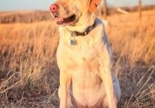 Four year old Grace in her happy place on the trails of Daniels Park.