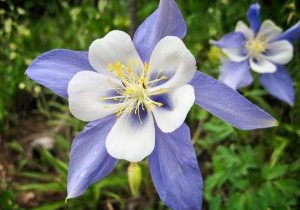 coliving-Aquilegia_coerulea