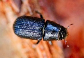 A close-up of a mountain pine beetle. The adult beetles are approximately 5mm, the size of a grain of rice.